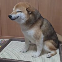 ニッコニコで尻尾フリフリ