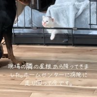 話しかける子猫