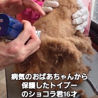トリミング中の犬3