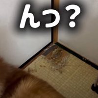 たこやきちゃんの背後が…！