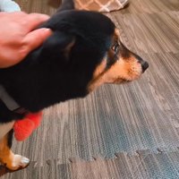嬉しいくせにそっけない態度