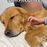 子供に寄り添う大型犬