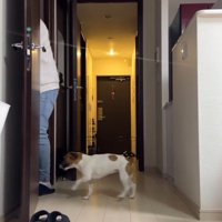 洗面所へ入る男性を追う犬