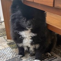 こたつが片付けられると…