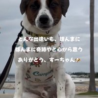 帽子をかぶって座る犬