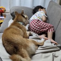男の子の方を向く犬