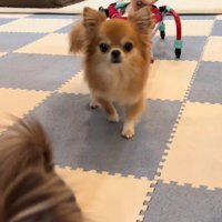 羽雲ちゃんも一緒に歩ける♪