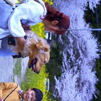桜並木の前に並ぶ女性、ゴールデンレトリバー、男の子