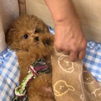 布団を止めようと前足を伸ばす犬