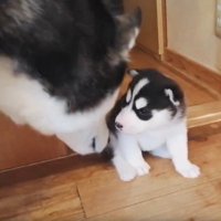 母犬と子犬