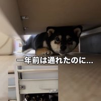 隙間に入ろうとする千幸ちゃん6