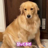 不満げな表情の犬