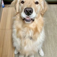 「いちごください…」