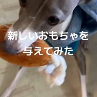 新しいおもちゃをもらったうみちゃん