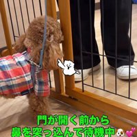 柵の間に鼻を突っ込むトイプー