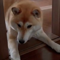 様子