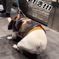 おしりを落として踏ん張る犬