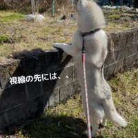 前方を見つめるROSEちゃん