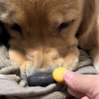 「そんな気分じゃない！」