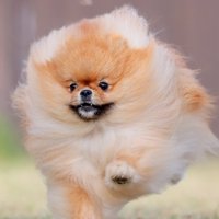 疾走