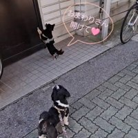 ドアに手をかける小さな犬
