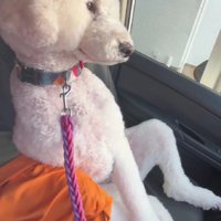 チラチラ見られていた