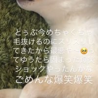横になる犬
