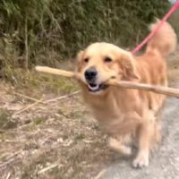 ルンルン気分で木の枝を…