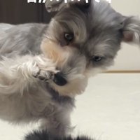前足についた猫の匂いを嗅いで目を見開く犬