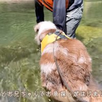 川の中に入るオーストラリアンシェパードと男の子