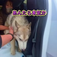 家族が決まったよ