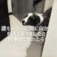 急に吠える犬