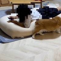 クッションに体をスリスリ