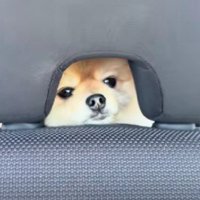 わんこがひょっこり♡