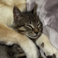 腕の中で眠る猫の顔