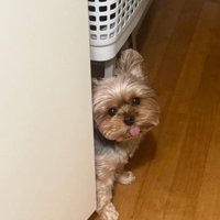 チラッとのぞくお嬢ちゃん