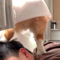 男性の上で足踏みする犬