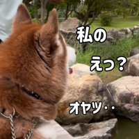 鯉に餌をあげた時のたこやきちゃん6