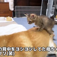 「お山かな？」