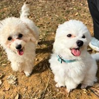 レムくんとラムちゃん