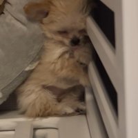 ブランちゃんの寝姿5