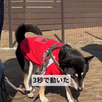 「待て大会」は3秒で動いて失格