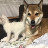 夜中に保護した子猫を…