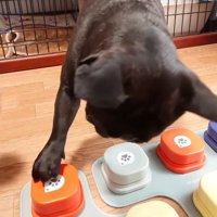 「おやつ欲しい」と録音されたボタンを前足で押す妹犬