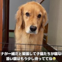 「添い寝もしたい…」