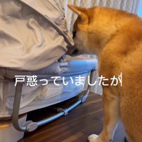 戸惑うおもちくん