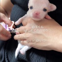 生まれて間もない頃のしらたま君
