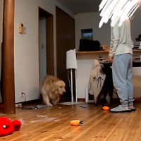 叱られたこむぎ君