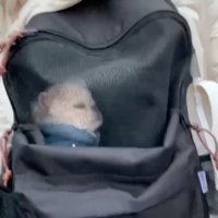 バッグの中で眠る犬