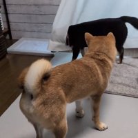 あずきちゃんとこむぎくん